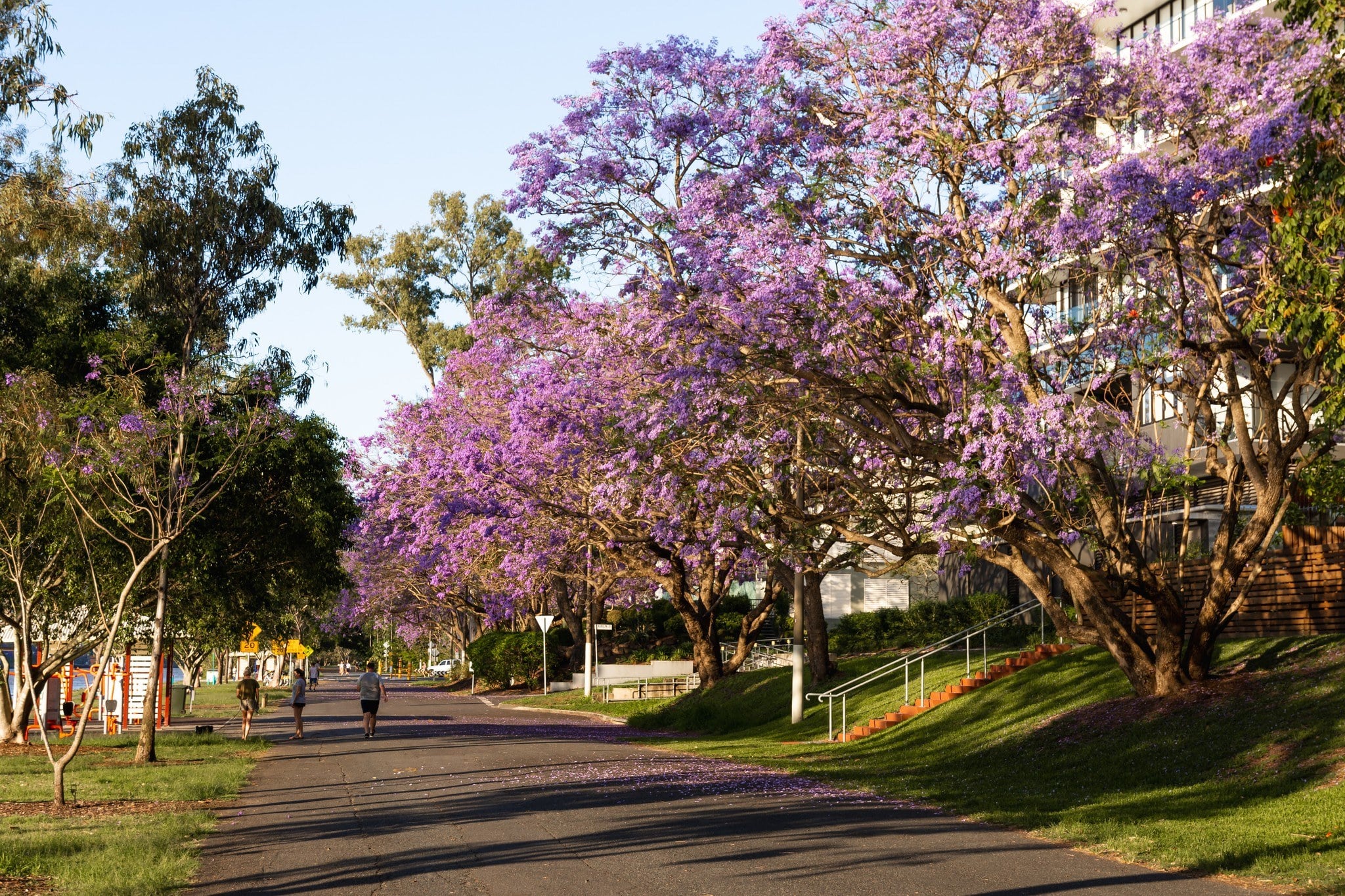 Mùa Jacaranda tím lịm xứ Kangaroo rồi, lên đường cùng Vegiare thôi.jpg